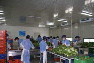 廣州蔬菜配送與食材服務 讓城市生活更美味更便捷